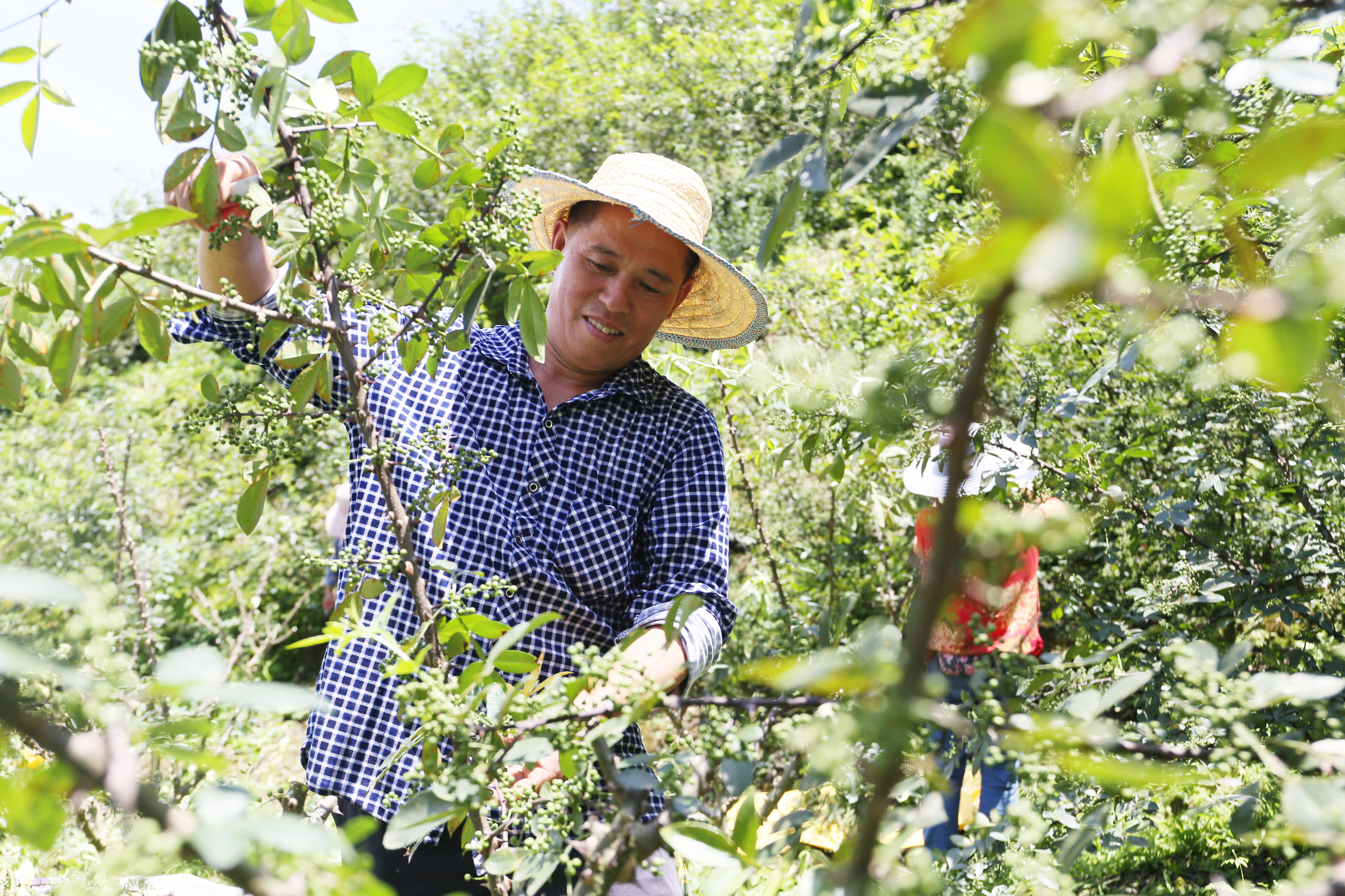 阮光银：返乡创业小花椒种出“甜日子”