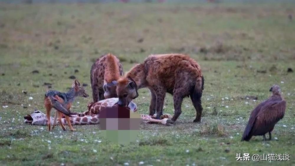 鬣狗会攻击人吗,鬣狗会攻击人类吗