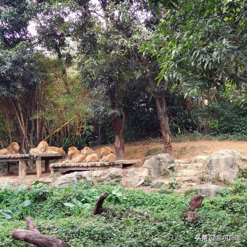 长隆游玩攻略推荐,长隆海洋王国游玩攻略大全视频