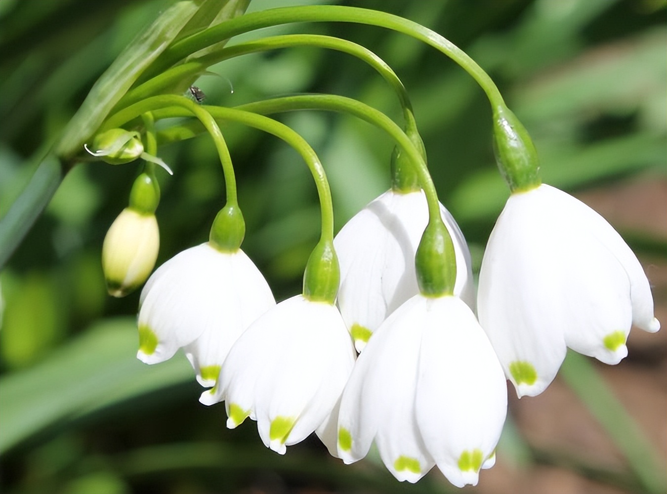 白色花朵有香味的花,白色的花朵有哪些