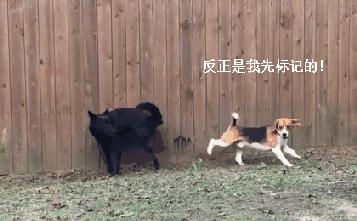 训狗基础教程狗狗咬人怎么训,训狗技巧七天训练出听话狗狗