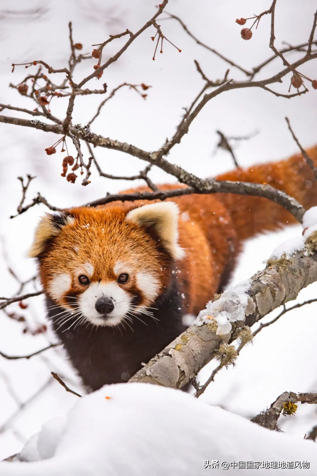 我国哪里盛产火龙果,全国最大的火龙果基地是哪里