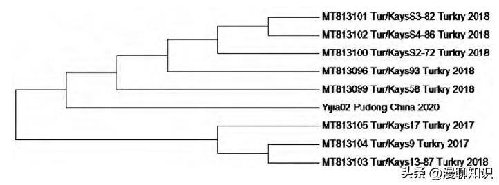 猫会感染人的疾病的图片,猫病毒检测cpr可以测出什么病毒