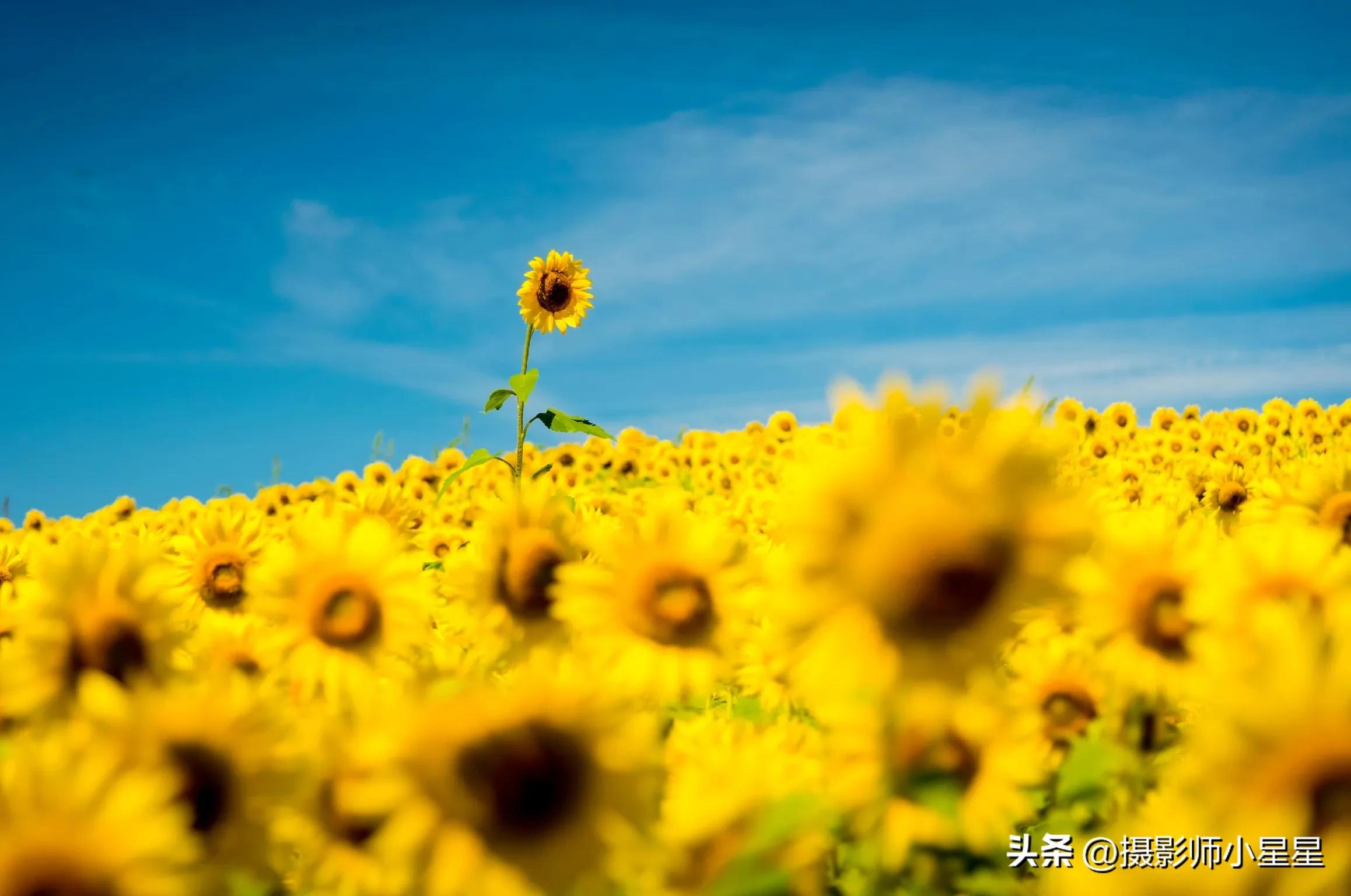 梵高向日葵拍摄,梵高向日葵欣赏视频