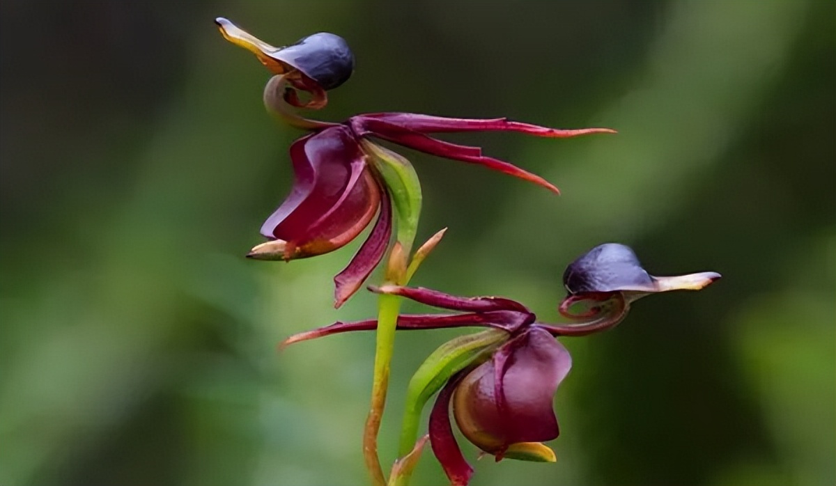 新手盆栽兰花最好选择哪些品种,适合家养的兰花品种有哪些盆栽