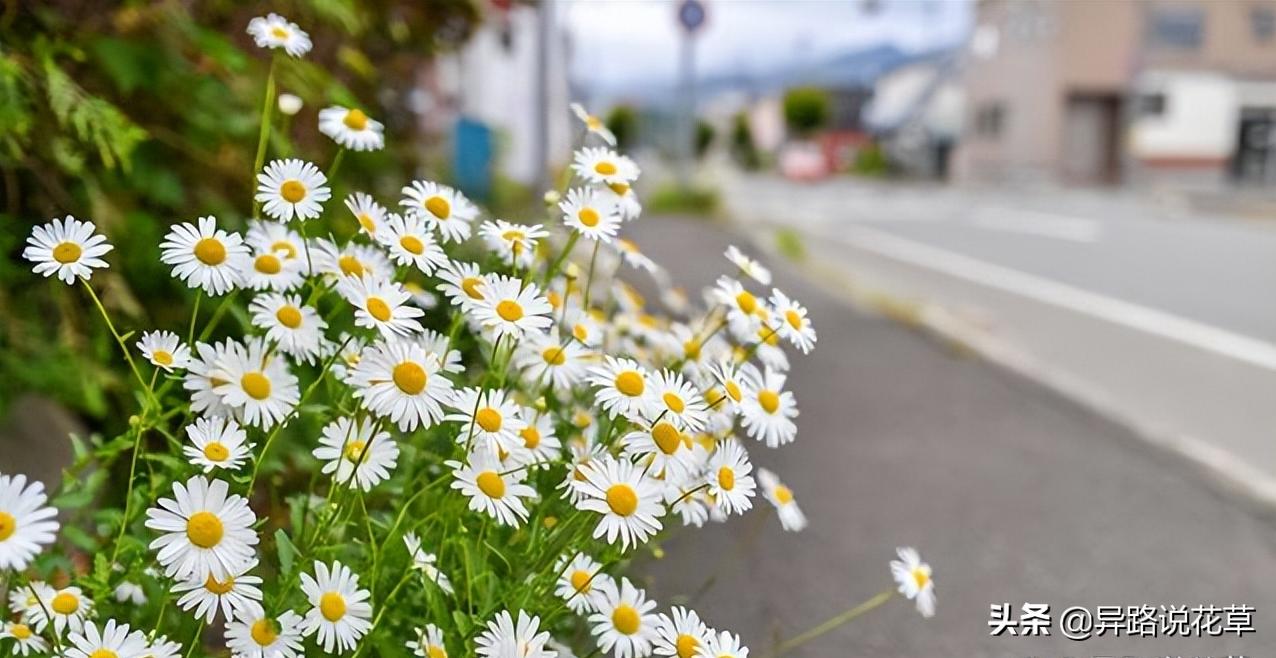 洋甘菊花骨朵,洋甘菊花语逆境生长