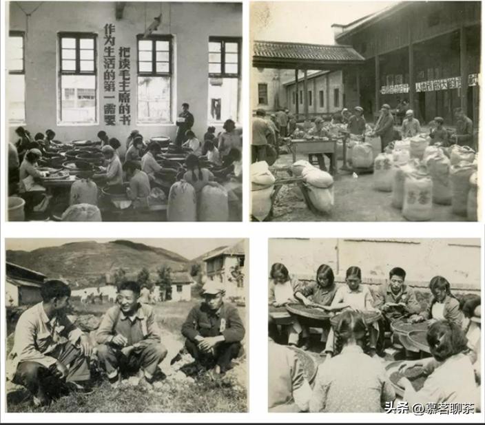 普洱茶生茶喝多了坏处,喝普洱生茶大忌什么