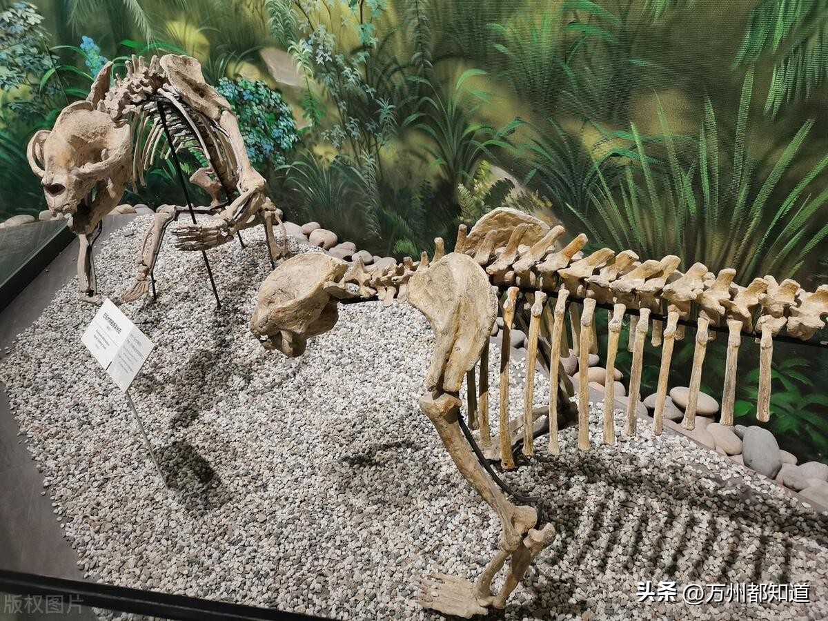 万州区六大旅游景点,万州旅游景点介绍大全