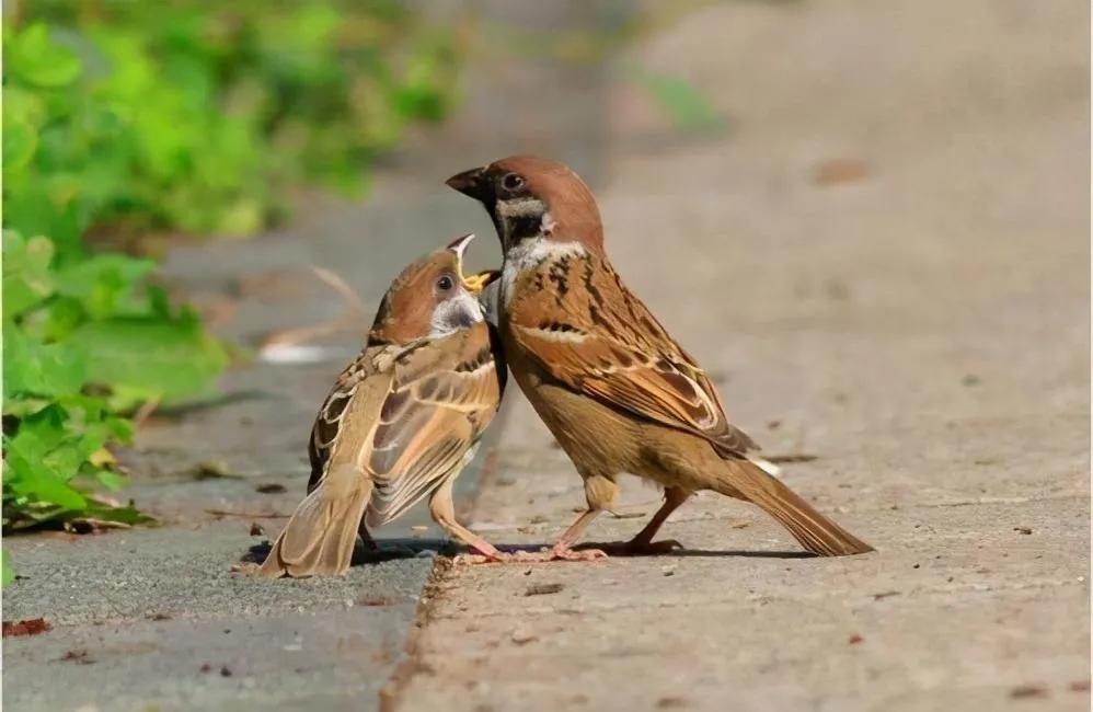 鸟在窝里为什么不会被雨淋到,下雨了鸟为什么不飞