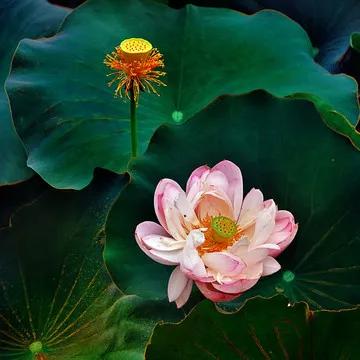 鱼荷花图片唯美高清大图,手机壁纸荷花高清唯美图片