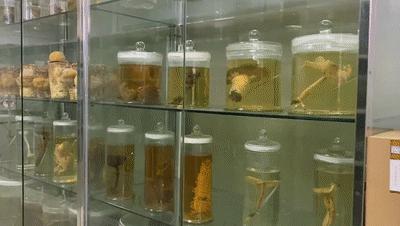 浙大博物馆十大镇馆之宝,浙大考古与艺术博物馆