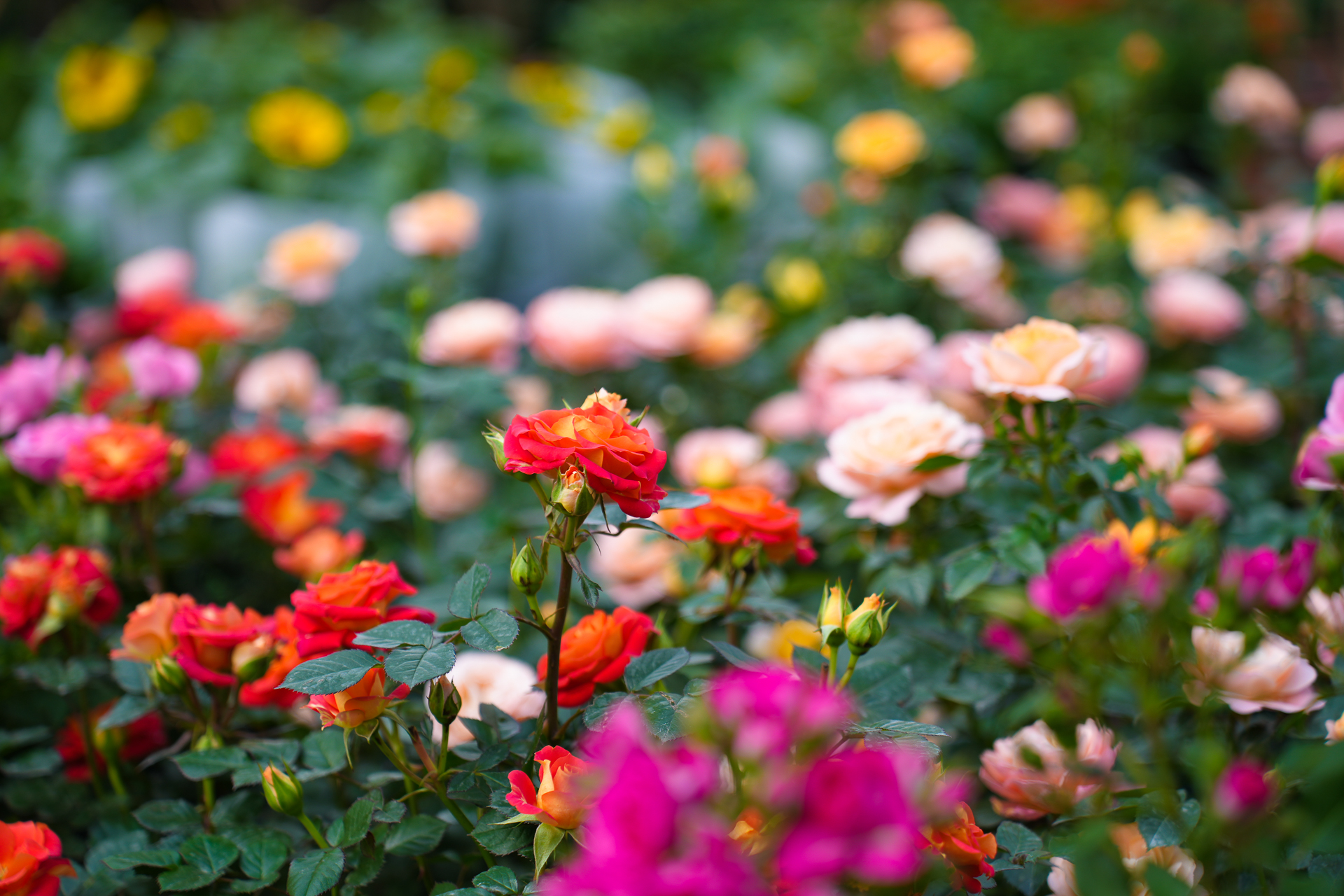 温州瓯海美食一条街,温州乐园刺激惊险