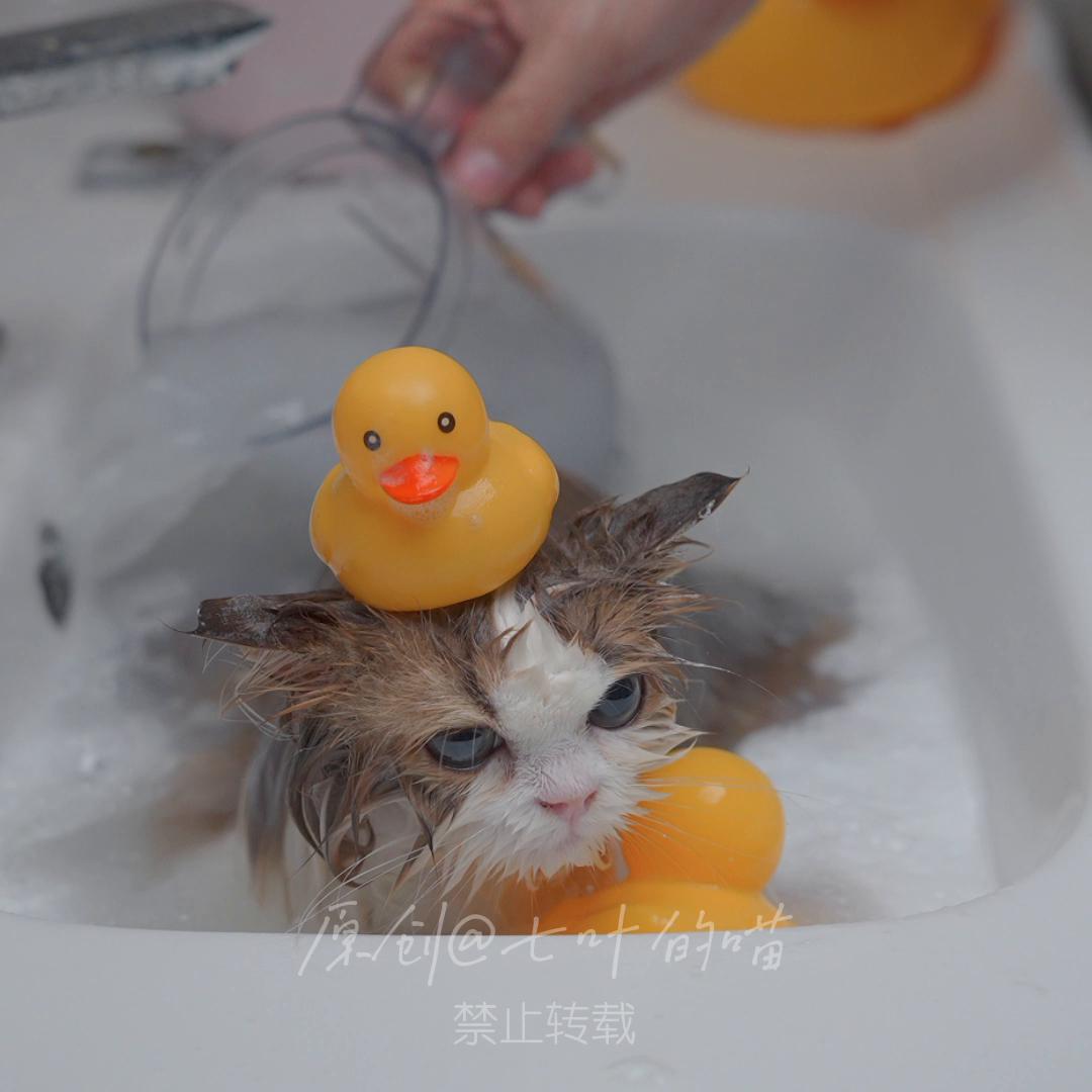 翻新一只大尾巴松鼠猫，他的护肤品比我的还多？！