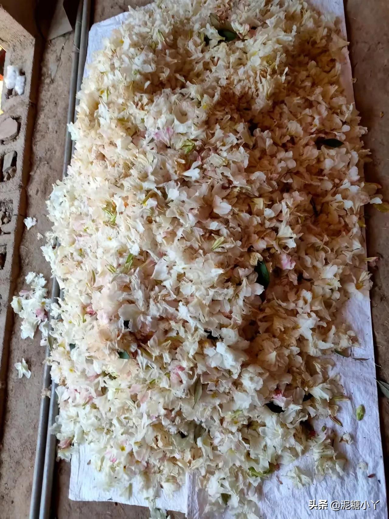 农村土菜大全100种,农村三月最常见的野菜是什么菜