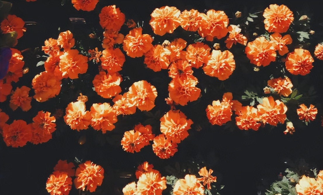 梁思成和林徽因孩子现在情况,林徽因和梁思成在学习的过程中