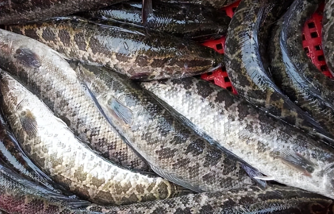 <html>
<head><title>502BadGateway</title></head>
<body>
<center><h1>502BadGateway</h1></center>
<hr><center>nginx</center>
</body>
</html>
<!--apaddingtodisableMSIEandChromefriendlyerrorpage-->
<!--apaddingtodisableMSIEandChromefriendlyerrorpage-->
<!--apaddingtodisableMSIEandChromefriendlyerrorpage-->
<!--apaddingtodisableMSIEandChromefriendlyerrorpage-->
<!--apaddingtodisableMSIEandChromefriendlyerrorpage-->
<!--apaddingtodisableMSIEandChromefriendlyerrorpage-->
