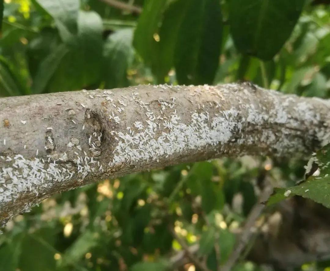 蚧壳虫最简单有效的防治方法,防治蚧壳虫最有效的办法