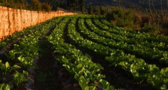 农村未来10年预言,农村未来10年会有什么改变