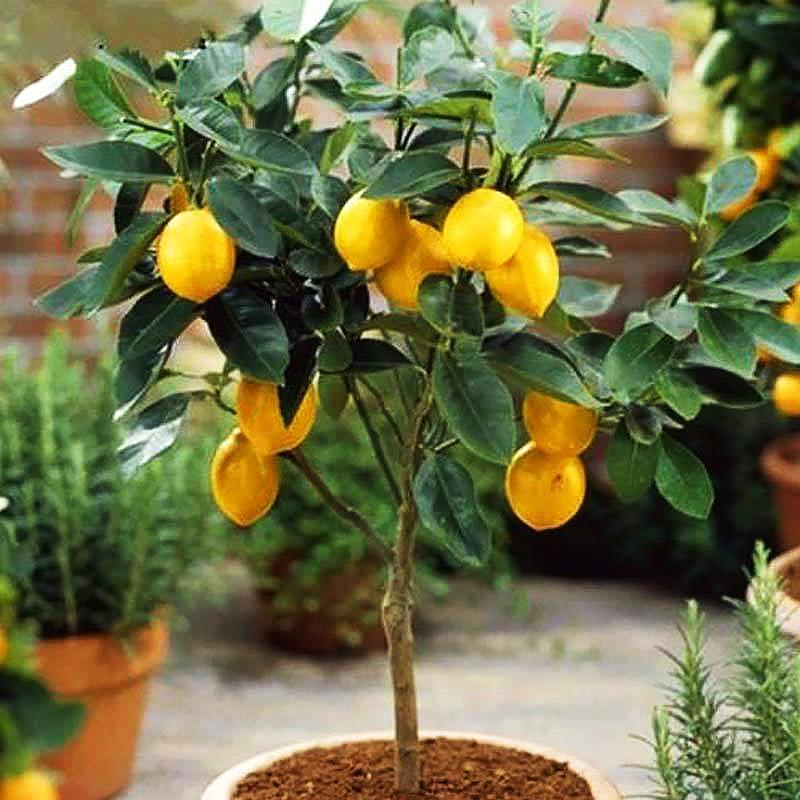 新手养柠檬树,懒人吸水花盆柠檬树