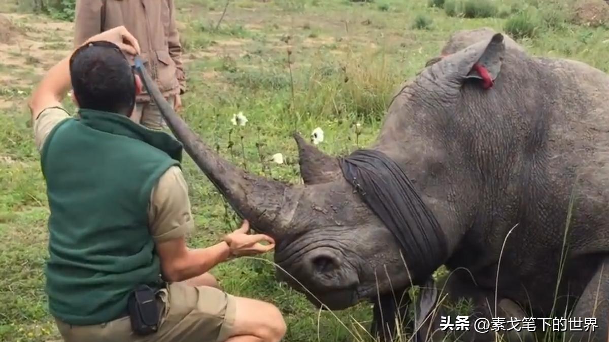 收入水平影响犀牛角消费偏好:野生与半野生犀牛角更受青睐