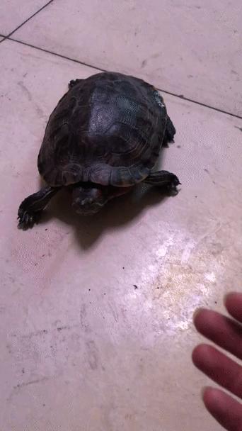 红耳龟饲养方法,巴西红耳龟养殖方法