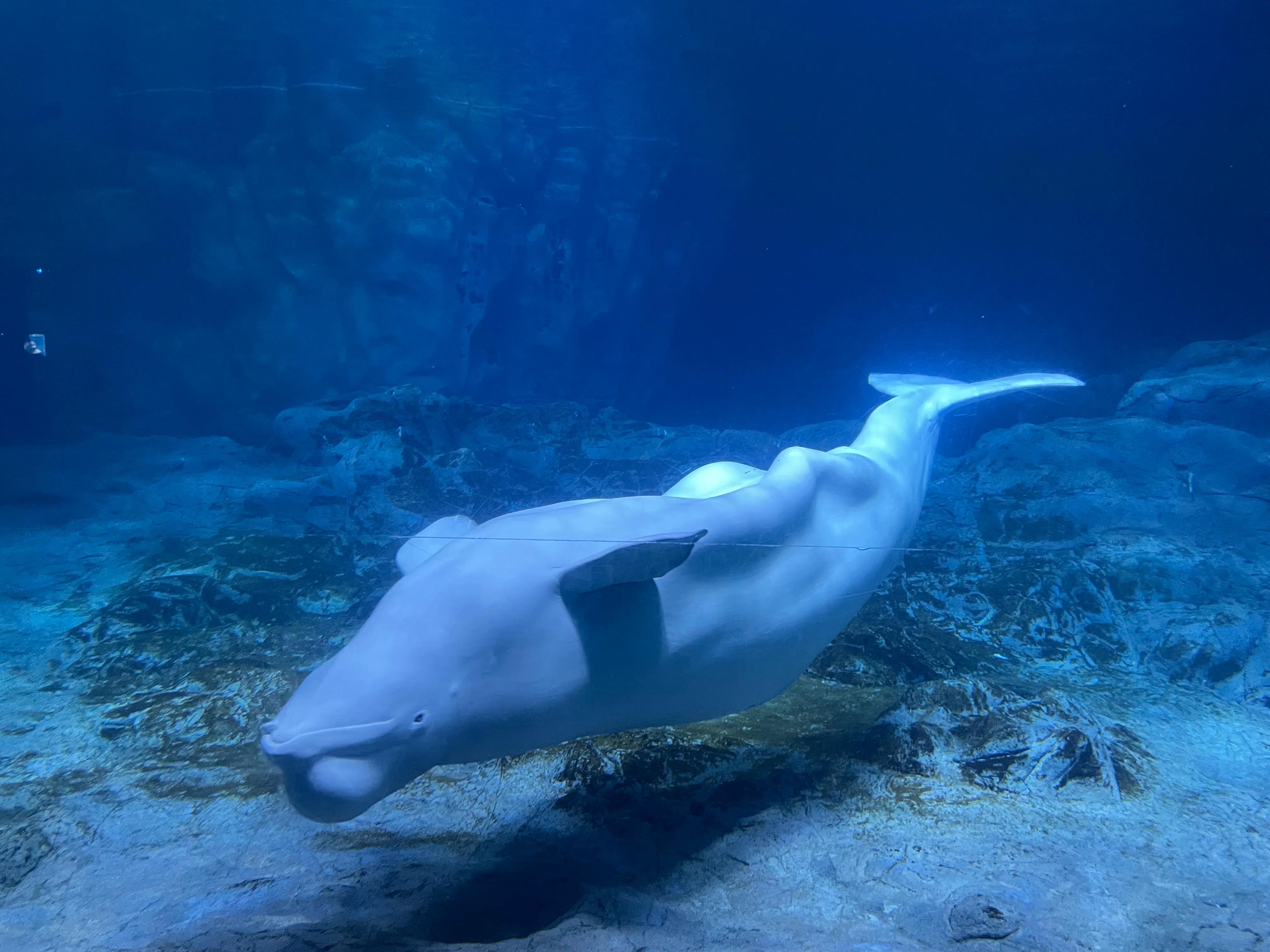 长隆动物园和珠海海洋王国哪个好,珠海长隆海洋王国与长隆动物园