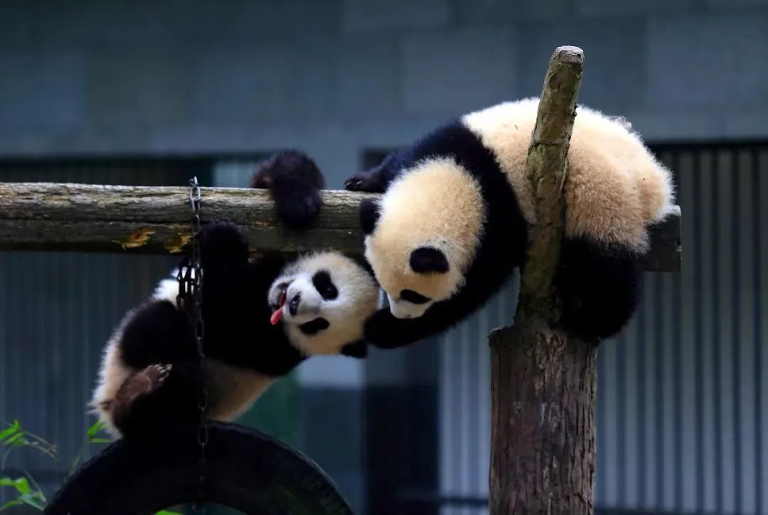 哪些地方对中国游客免签落地签,泰国将对中国游客免签要落地签吗