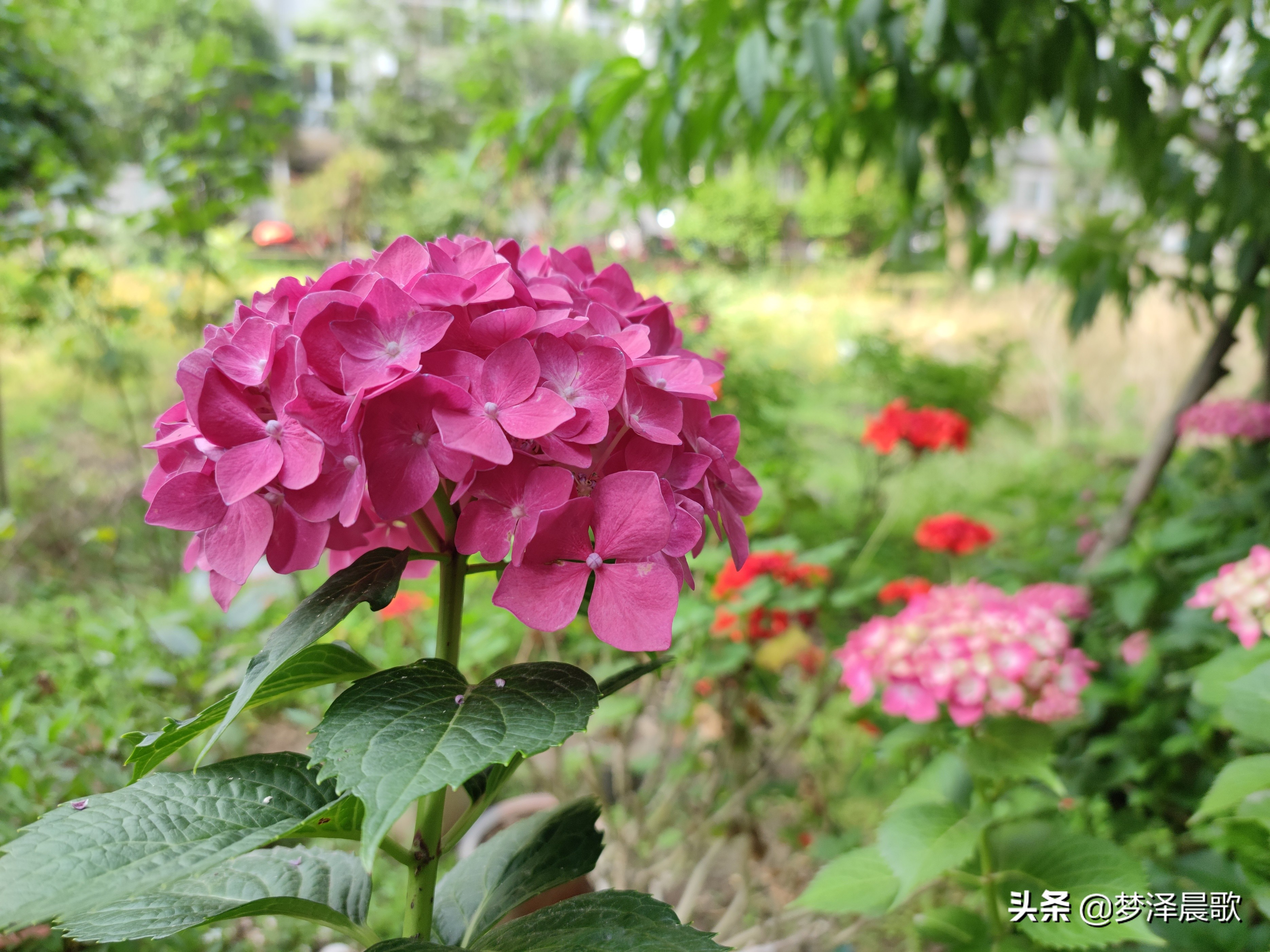 绣球花季不可错过的风景,满山遍野绣球花开惹人醉