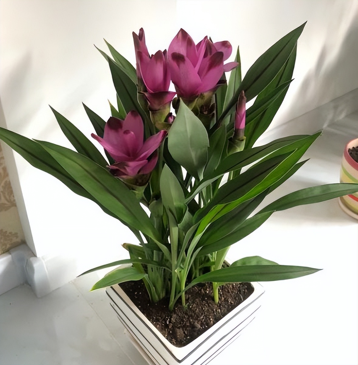 家里养姜荷花有什么禁忌,姜荷花盆栽的花期多久