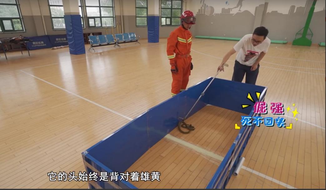 蛇最怕的是雄黄还是牛黄,蛇怕雄黄什么原因