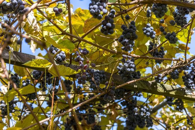 种葡萄一年收入170万,种葡萄一年赚500万