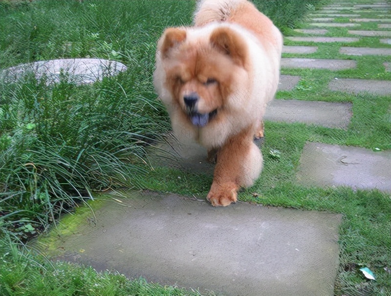 松狮犬体臭怎么处理,松狮犬体臭怎么消除