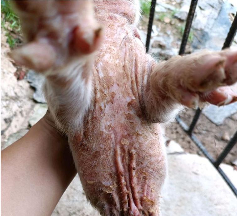 初生仔猪身上红斑是什么原因,仔猪得了渗出性皮炎治疗方法总结