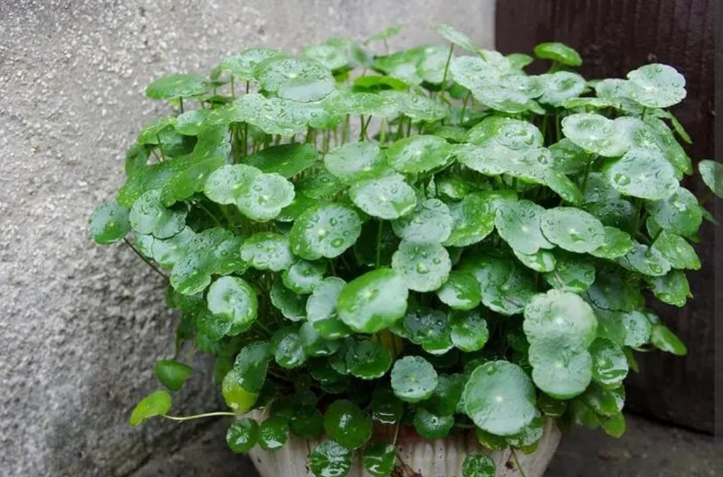 绿萝吊兰怎么养才能爆盆,绿萝吊兰怎么养才能长得快