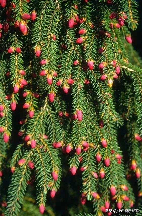 最漂亮的松树开花图片,哪种松树开花好看