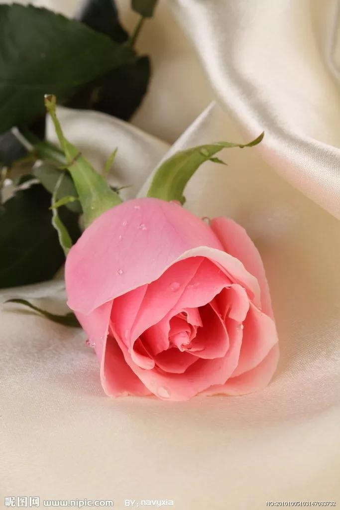 玫瑰花花语,玫瑰花花语列表