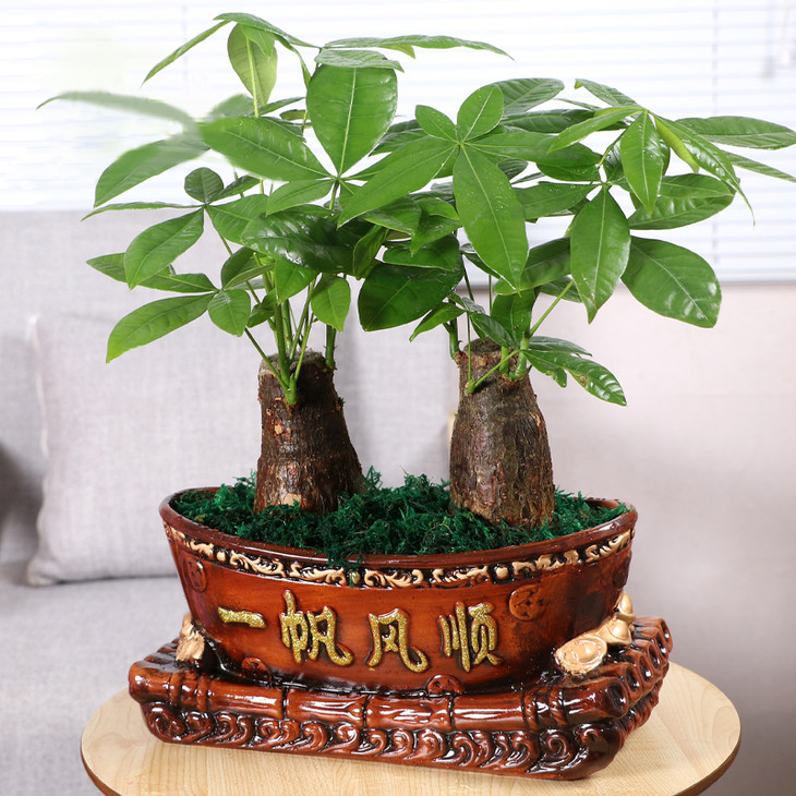 养在家里富贵花有哪些品种,盆栽富贵花怎么种植最好