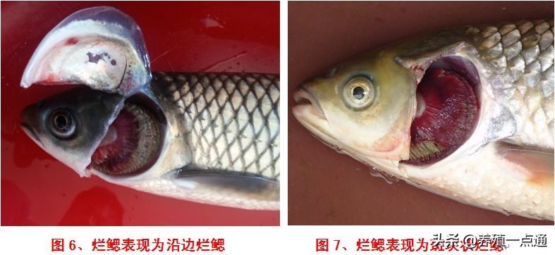 食盐能不能治疗鱼腹水病,盐治疗鱼病用量