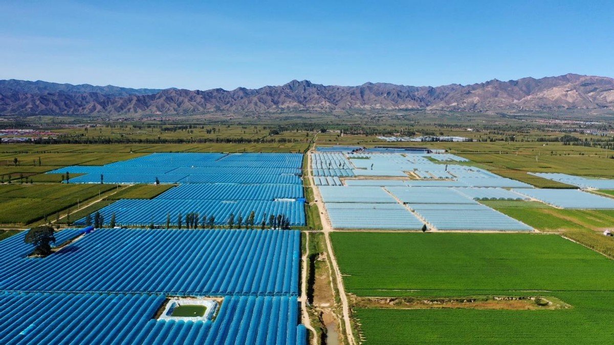 小甜果在家怎么种植,甜果种植成功案例