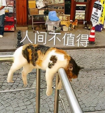 离婚女主持私生子,离婚女主持