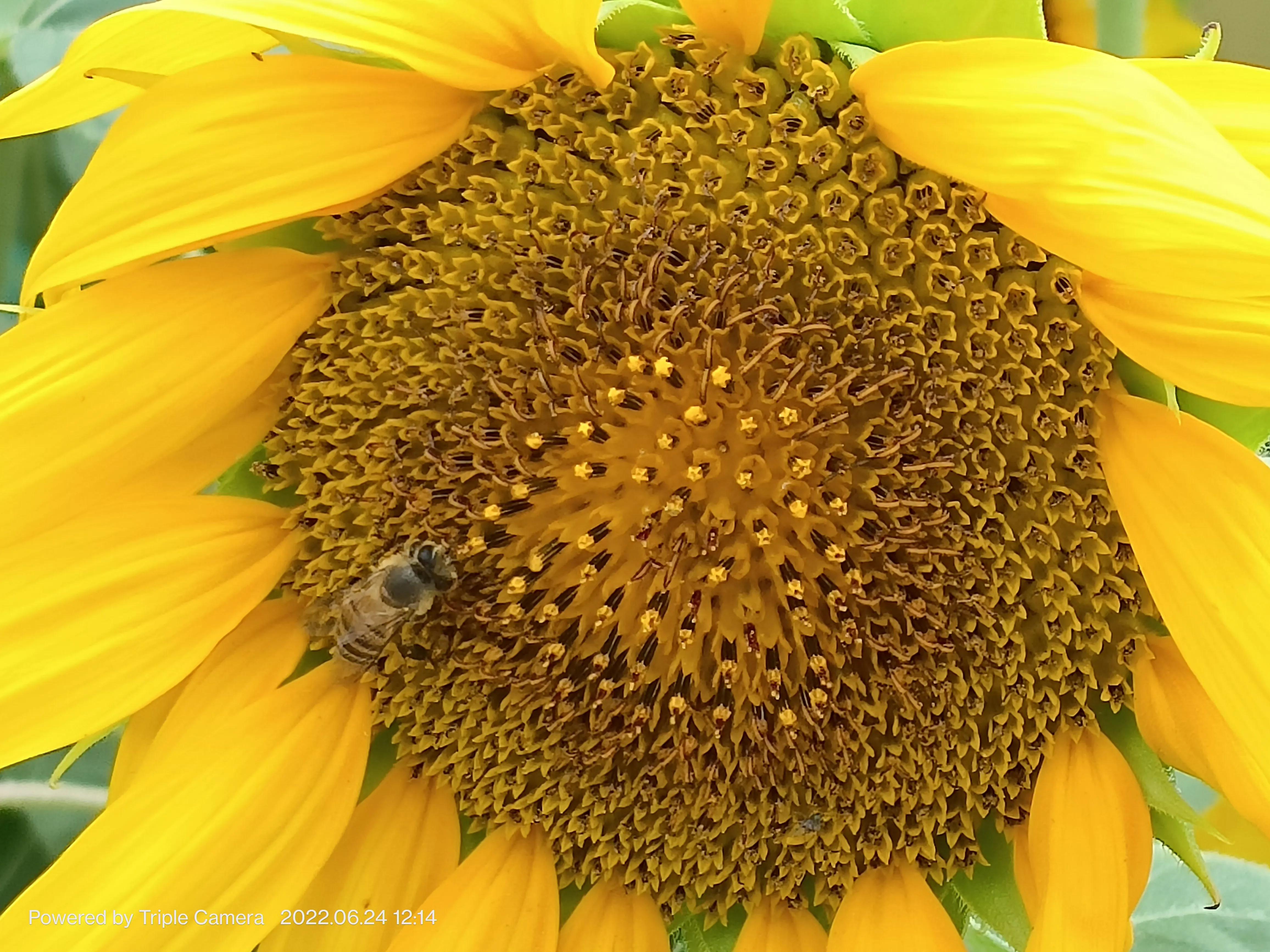 幼儿园门口班牌向日葵吊饰,学校门口的向日葵