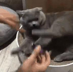 英短弃养,为啥英短越来越便宜了