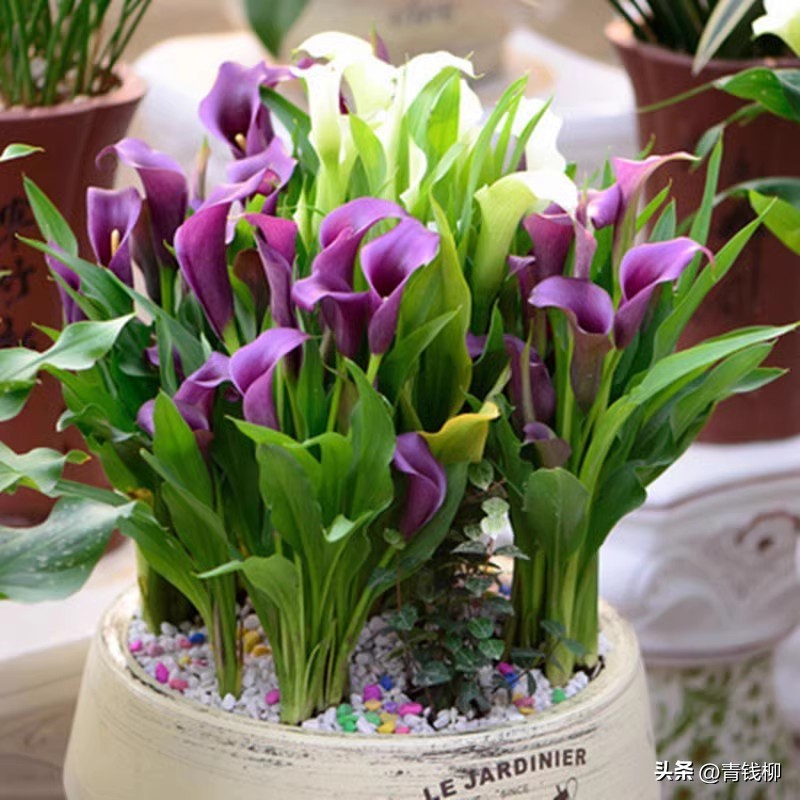 马蹄莲精品盆栽,各种盆栽马蹄莲