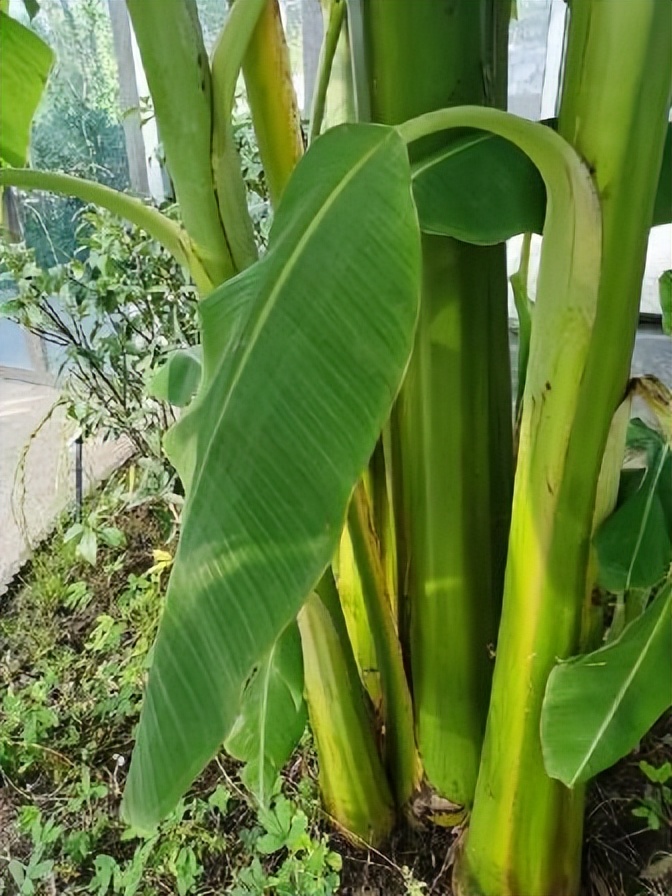 春华秋实农博园摘油桃,春华秋实农博园草莓采摘