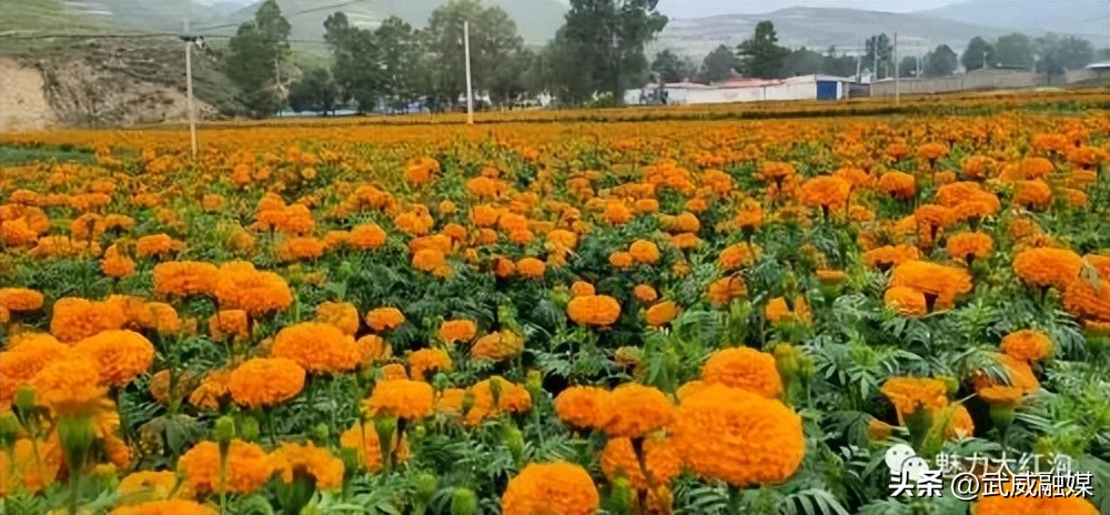 甘肃武威旗开得胜,旗开得胜号武威