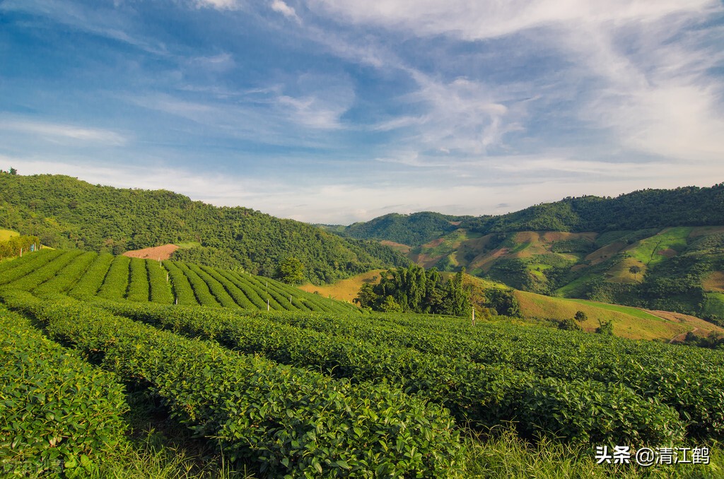 茶树不再结花蕾不开花是什么原因,为什么茶树不发芽