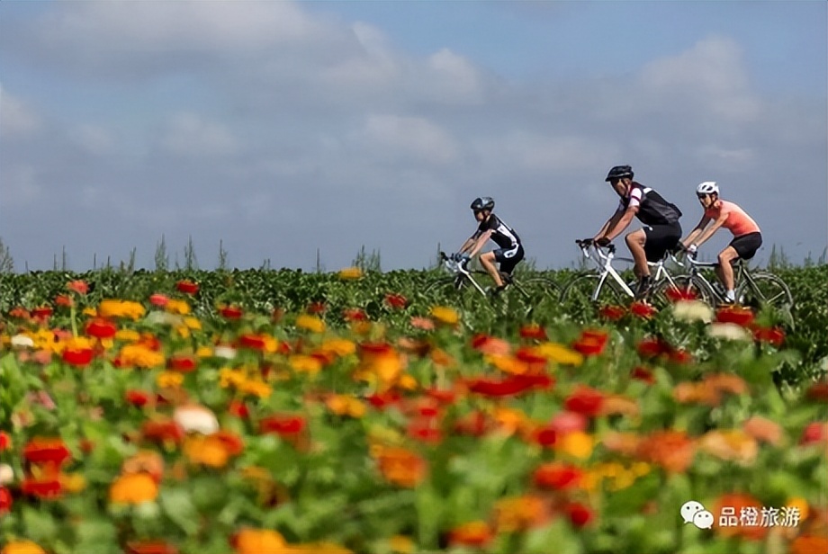 荷兰自行车王国,中国与荷兰半决赛视频