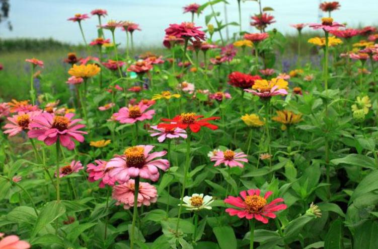 10种春天的花图片,适合春天种夏秋开的花