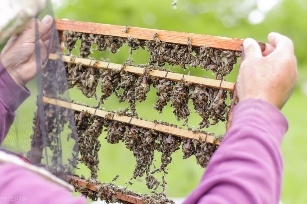蜜蜂出现烂子病该怎么治疗,预防中蜂烂子病的方法