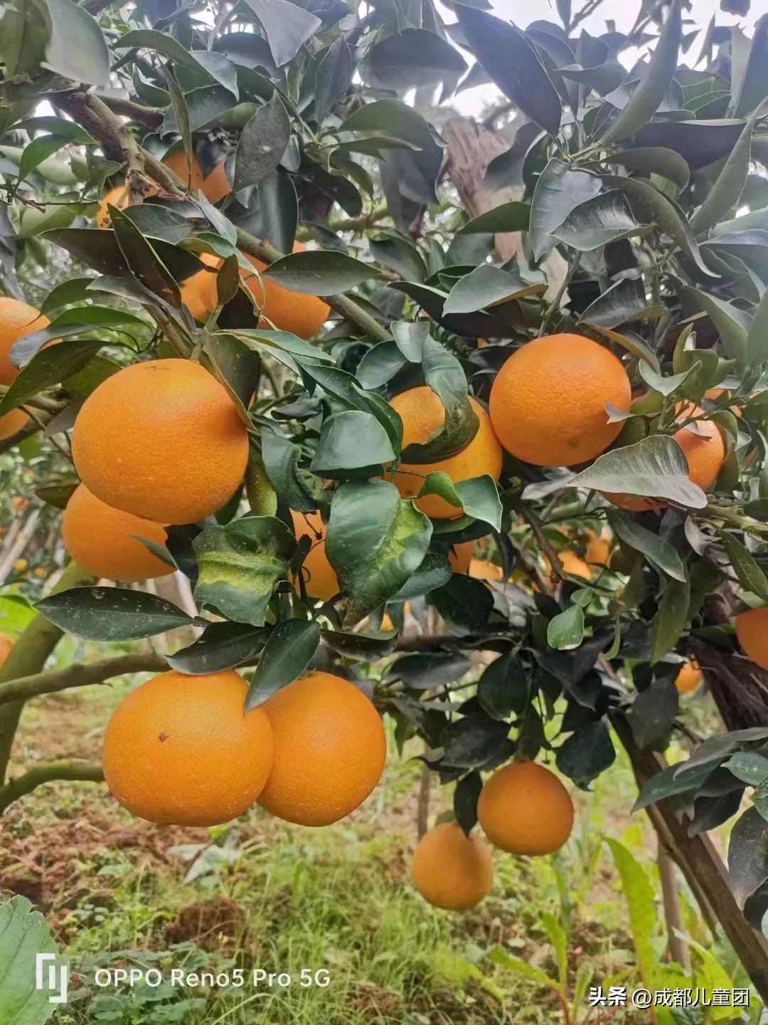 摘草莓橘子的地方推荐,附近摘橘子的地方推荐